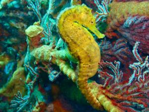 un caballito de mar está sentado en la cima de un arrecife en Adang Sea Divers & Eco Lodge, en Ko Lipe