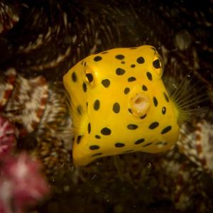 un pez amarillo con puntos negros en Adang Sea Divers & Eco Lodge, en Ko Lipe