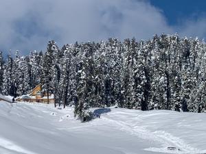 a snow covered forest of trees in front of a house at Gulmarg Ski Hill Resort in Gulmarg