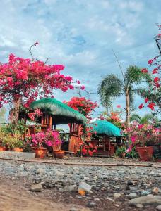 a group of plants and trees with pink flowers at Airport View Hotel Vigan in Vigan