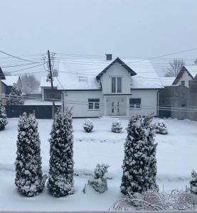 a group of trees covered in snow in front of a house at Świętokrzyski klimacik in Bodzentyn