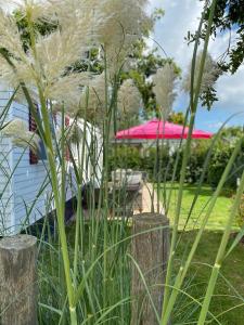 a bunch of white flowers in a yard with an umbrella at Chalet in Renesse in Renesse