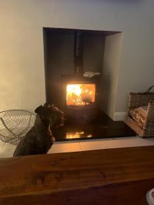 a dog sitting in front of a fireplace at Ryan's Cottage in Rostrevor