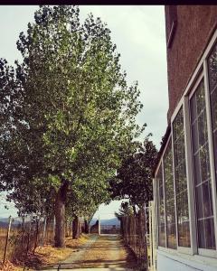 a tree on a dirt road next to a building at Agradable casa con jardín: Casasola in San Cristóbal de Segovia
