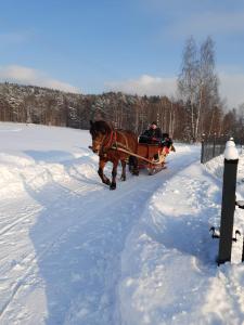 Ein Pferd zieht einen Mann im Schlitten im Schnee in der Unterkunft Domki POD STARĄ PODKOWĄ Limanowa Nowy Sącz Kraków in Limanowa