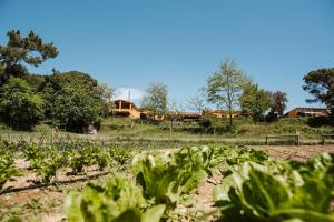 un campo de lechuga con casas en el fondo en Casa rural en el campo LAS DALIAS, en Tordera