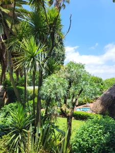a garden with palm trees and bushes at Margaret's Place in Johannesburg