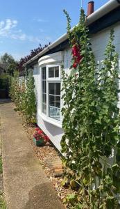 a house with a rose bush next to a window at Field Cottage in Whittlesey