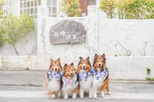 台東市的住宿－H& 有時回家會館 l 寵物友善，一群四只狗,在一座建筑物前戴着带头巾