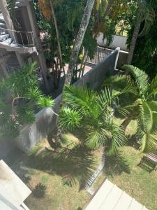 a group of palm trees in a yard at Baleau Villas Studio in Pereybere