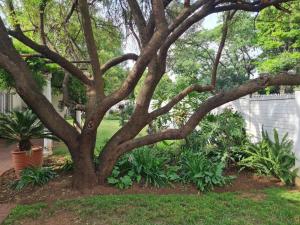 a tree in the middle of a yard with plants at Huis Afrika in Vanderbijlpark