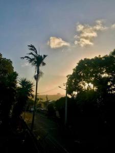 een palmboom aan de straatkant bij Morningview Cottage - Self Catering Private Owned Rental in Durban