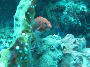 a couple of fish in an aquarium with rocks at Apollo Hostel in Lovina