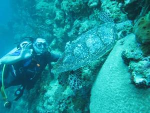 a man taking a picture of a sea turtle at Apollo Hostel in Lovina