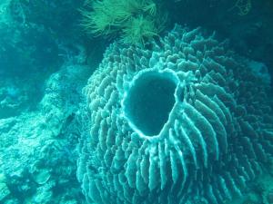 un gran arrecife de coral en el agua en Apollo Hostel, en Lovina