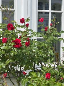 a group of red roses in front of a window at Villa Waldrose in Binz