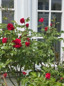 a group of red roses in front of a window at Villa Waldrose in Binz +73 photos