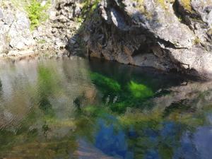 una masa de agua con algas verdes en ella en Elvestua house in nature, en Gibostad