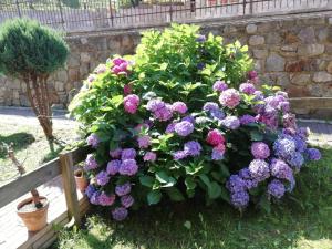- un bouquet de fleurs violettes dans un jardin dans l'établissement La Casa del Core, à Monclassico