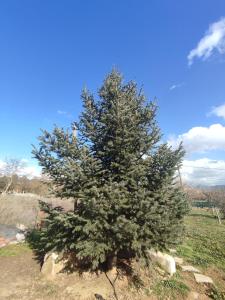a pine tree in a field with a blue sky at Aithra Studio in Tripoli