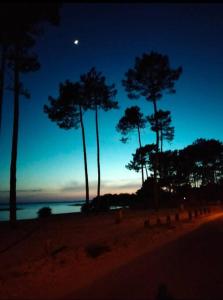 Grupa drzew na plaży nocą w obiekcie Maison 6 pers proche lac Biscarrosse- Parentis w mieście Parentis-en-Born