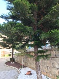 a pine tree sitting next to a stone wall at Квартира в Алании на берегу Клеопатры in Alanya