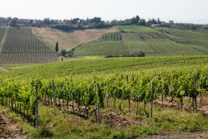 a vineyard in the hills with green vines at Agriturismo Borgo Vigna Vecchia in Cerreto Guidi