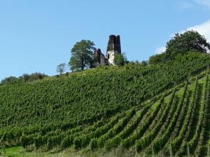a vineyard with a castle on top of a hill at Ferienwohnung Gersch in Wolf