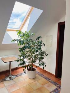 un árbol en maceta en una habitación con ventana en Apartmán se zahradou 20 minut do centra Prahy, en Ořech