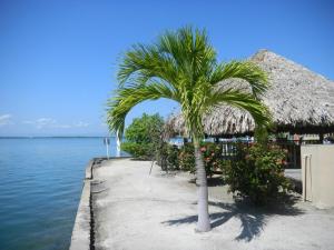 a palm tree on a sidewalk next to the water at Placencia Pointe Townhomes #5 in Placencia Village