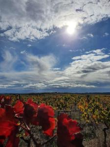 un campo de flores rojas bajo un cielo nublado en L'Abri Côtier, l'appart 60m2, 1 chb avec terrasse, en Caux