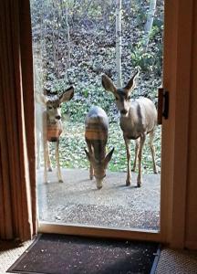 Άλλα ζώα σε αυτό το διαμέρισμα ή στη γύρω περιοχή