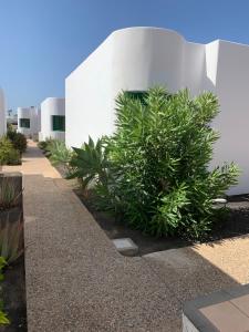 une rangée de plantes devant un bâtiment dans l'établissement Relax Tiñosa Apartment, à Puerto del Carmen