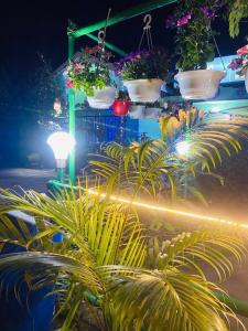 eine Gruppe Topfpflanzen auf einem Regal mit Leuchten in der Unterkunft TG Resort in Nāmdāng