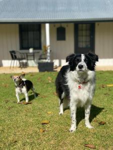 two dogs standing in the grass in front of a house at Ulva Cottage - Historical BnB in Penola