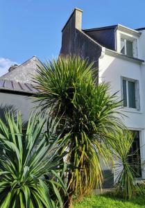 Biały dom z dwoma palmami przed nim w obiekcie PENINSULAR HOUSE w mieście Camaret-sur-Mer