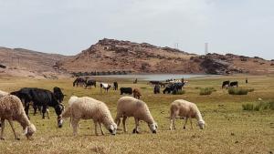 una manada de ovejas y ganado que pastan en un campo en Gite Oukaimeden en Oukkainrdem