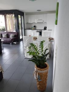uma cozinha com uma planta num vaso no chão em Brissago: 3.5 Zi-Wohnung an extrem ruhiger Lage mit fantastischem Ausblick em Brissago