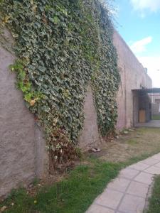 a ivy covered wall next to a building at Residencial ANAHATA in Capilla del Monte