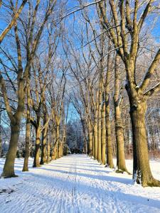 a snow covered path in a park with trees at An der Bürgeheide in Finsterwalde