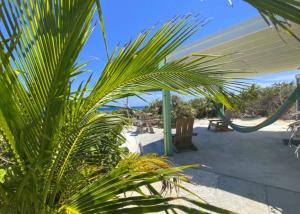een palmboom voor een patio met uitzicht op het strand bij Serenity - Away From The Things Of Man... Lat23N.c in McKanns