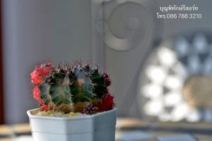 Fotografie z fotogalerie ubytování บุญพิทักษ์รีสอร์ท v destinaci Thung Saliam