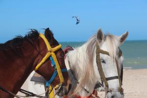 - deux chevaux debout l'un à côté de l'autre sur la plage dans l'établissement Beach Place Deluxe Apartment Cumbuco Sea View, à Cumbuco