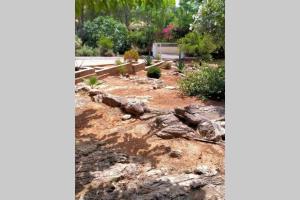 a garden with rocks in a yard at Villa Célia Alzira in Alzira