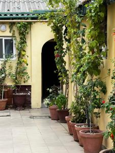 達喀爾的住宿－Hôtel Provençal，建筑一侧的盆栽植物群