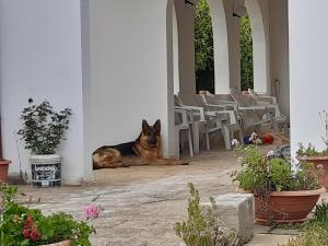 un chien couchant dans la porte d'une maison dans l'établissement Li tufi Salento casa vacanze Puglia, à Monteroni di Lecce