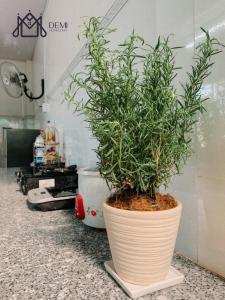 a plant in a pot sitting on a counter at DeMi Homestay - Châu Đốc in áº¤p VÄ©nh ÃÃ´ng