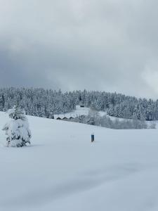 a snow covered field with trees in the background at Ptaszkova PrzyStań in Ptaszkowa