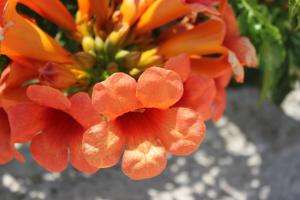 ein Strauß orangefarbener Blumen in einer Vase in der Unterkunft Apartments Toni Na Moru in Drage