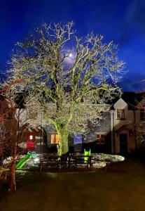 a large tree in front of a house at night at Burren Court Holiday Homes in Ballyvaughan